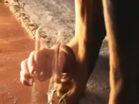 Slut jacked off dog to collect dog semen and drink it